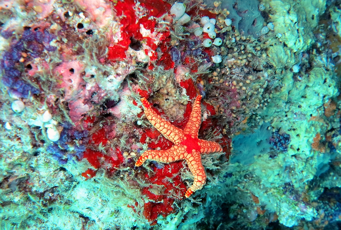IMG_0883rf_Maldives_Madoogali_Plongee 9_House reef north_Asiterie_Fromia monilisjpg.jpg